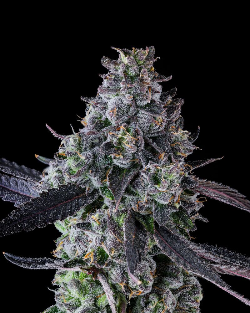 Goofiez^2, Фасовка: 3, изображение 3